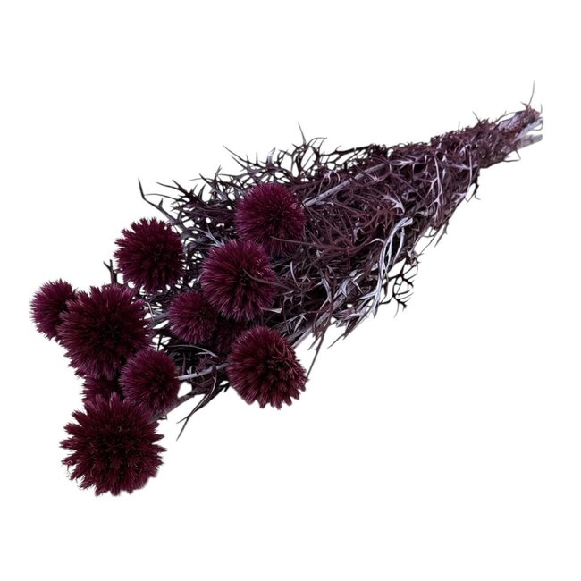 Lila Echinops XL konservierte Blumen | Länge ± 65 Zentimeter | Gewicht ± 350 Gramm | Pro 10 Stiele