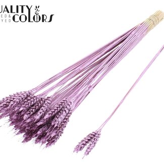 QC Getrockneter Weizen | Farbe: Metallic Rosa | Triticum Trockenblumen | Länge ± 55 Zentimeter | 3 Büschel pro Stiel | Pro 25 Stiele