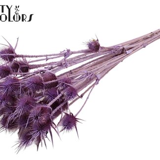 QC Gedroogde Cardi Distel | Kleur: Frosted Milkapaars | Cardistella Droogbloemen | Lengte ± 55 centimeter | 10 takken per bos | Per bos