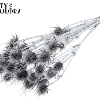 QC Getrocknete Karden-Distel | Farbe: Silberfarben | Cardistella Trockenblumen | Länge ± 55 Zentimeter | 10 Stiele pro Bund | Pro Bund