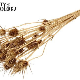 QC Chardon séché | Couleur : Or antique | Fleurs séchées Cardistella | Longueur ± 55 centimètres | 10 tiges par bouquet | Par bouquet