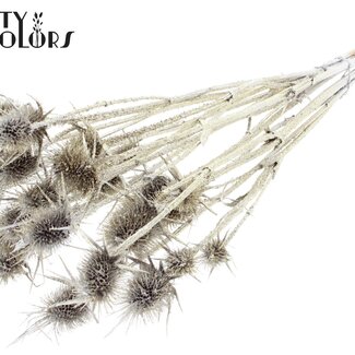QC Chardon séché | Couleur : Platine avec paillettes | Cardistella Fleurs séchées | Longueur ± 55 centimètres | 10 tiges par bouquet | Par bouquet