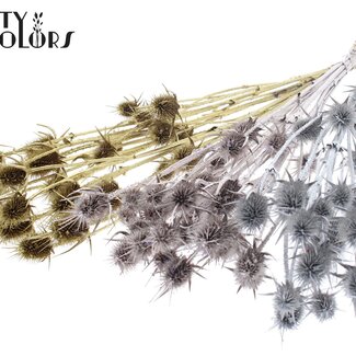 QC Gedroogde Cardi Distel | Wedding Mix | Kleur: Gemengde Kleuren | Cardistella Droogbloemen | Lengte ± 55 centimeter | 10 takken per bos | Per bos