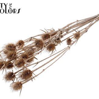 QC Chardon séché | Couleur : Blanc givré | Fleurs séchées Cardistella | Longueur ± 70 centimètres | 5 branches par bouquet | Par bouquet