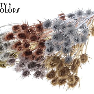 QC Chardon séché | Mélange métallique | Couleur : Couleurs mélangées | Cardistella Fleurs séchées | Longueur ± 55 centimètres | 10 tiges par bouquet | Par bouquet