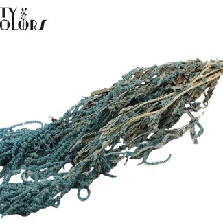 QC Amarante suspendue séchée | Couleur : Bleu clair | Fleurs séchées queue de chat | Longueur ± 70 centimètres | Par bouquet