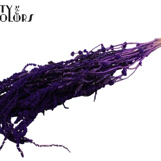 QC Amarante suspendue séchée | Couleur : Violet | Fleurs séchées queue de chat | Longueur ± 70 centimètres | Par bouquet