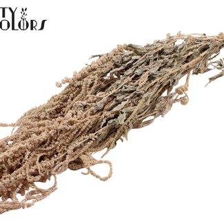 QC Gedroogde Hang Amaranthus | Kleur: Frosted Wit | Kattenstaart droogbloemen | Lengte ± 70 centimeter | Per bos