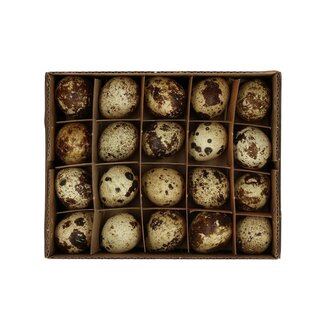 4A Quail Egg | Colour: Cream-coloured | Width 2 centimetres | Length 3 centimetres | Per 60 eggs