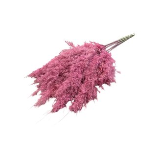Dutch Dried Pink Frosted gedroogde Pampas pluimen | Lengte ± 70 centimeter | Per 10 takken