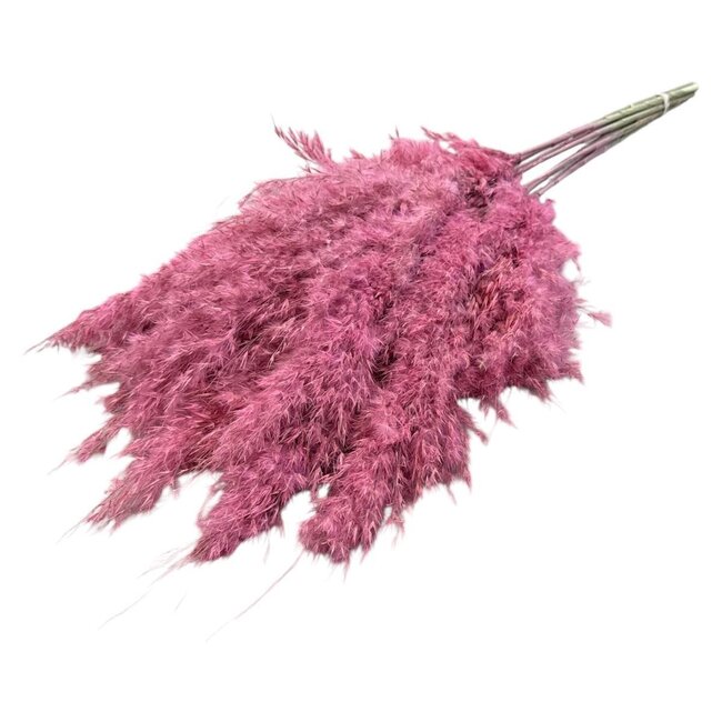Pink Frosted gedroogde Pampas pluimen | Lengte ± 70 centimeter | Per 10 takken
