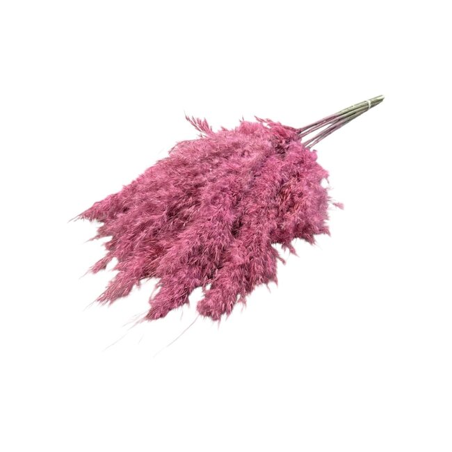Pink Frosted gedroogde Pampas pluimen | Lengte ± 70 centimeter | Per 10 takken