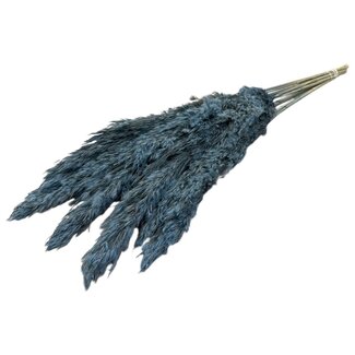 Dutch Dried Plumes de pampas séchées bleu clair | Longueur ± 70 centimètres | Par 10 branches