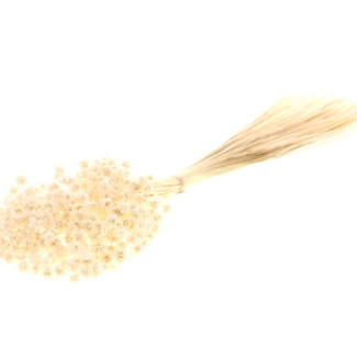 Dutch Dried Wit gebleekte Hill Flowers droogbloemen | Lengte ± 45 centimeter | Gewicht ± 100 gram