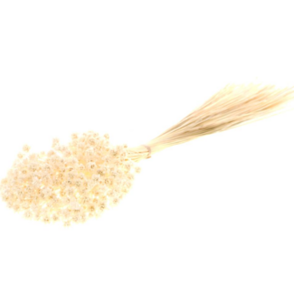 Dutch Dried White bleached Hill Flowers dried flowers | Length ± 45 centimetres | Weight ± 100 grams