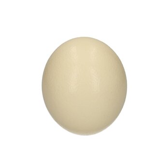 4A Ostrich Egg (Real) | Colour: Natural White | Diameter 12 centimetres | Height 17 centimetres | Per 12 eggs