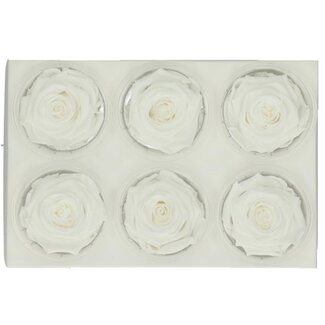 4A Preserved Rose | Colour: Natural White | Dried Decoration | Diameter 6 centimetres | Per 6 roses