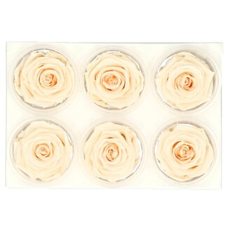 4A Preserved Rose | Colour: Champagne | Dried Decoration | Diameter 6 centimetres | Per 6 roses