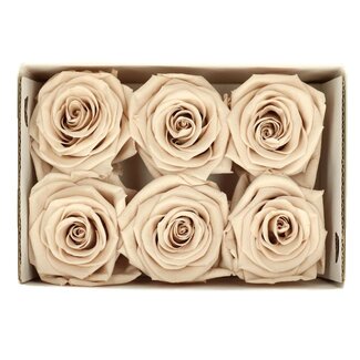 4A Rose préservée | Couleur : Sable | Décoration sèche | Diamètre 6 centimètres | Par 6 roses