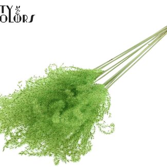 QC Getrocknetes Chinaschilf | Farbe: Mintgrün | Miscanthus Trockenblumen | Länge ± 70 Zentimeter | 5 Zweige pro Bund | Pro Bund