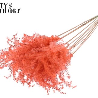 QC Roseau de Chine séché | Couleur : Corail | Fleurs séchées de Miscanthus | Longueur ± 70 centimètres | 5 tiges par bouquet | Par bouquet
