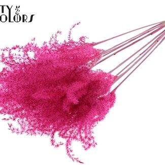 QC Gedroogd Prachtriet | Kleur: Kerskleurig | Miscanthus Droogbloemen | Lengte ± 70 centimeter | 5 takken per bos | Per bos