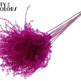 QC Roseau de Chine séché | Couleur : Lilas | Fleurs séchées de Miscanthus | Longueur ± 70 centimètres | 5 tiges par bouquet | Par bouquet