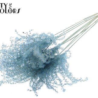 QC Roseau de Chine séché | Couleur : Bleu clair | Fleurs séchées de Miscanthus | Longueur ± 70 centimètres | 5 tiges par bouquet | Par bouquet