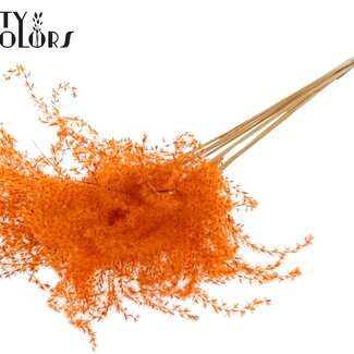 QC Getrocknetes Chinaschilf | Farbe: Orange | Miscanthus Trockenblumen | Länge ± 70 Zentimeter | 5 Zweige pro Bund | Pro Bund