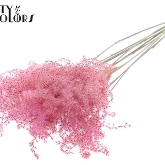 QC Gedroogd Prachtriet | Kleur: Lichtroze | Miscanthus Droogbloemen | Lengte ± 70 centimeter | 5 takken per bos | Per bos