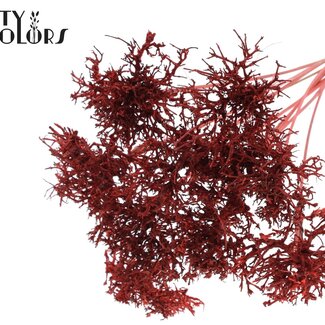 QC Dry Tree Branches sur tige | Couleur : Corail | Longueur du pique-fleurs ± 50 centimètres | 10 pique-fleurs par bouquet | Par bouquet