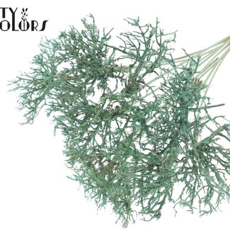 QC Dry Tree Takjes op stok | Kleur: Frosted Mintgroen | Lengte bijsteker ± 50 centimeter | 10 bijstekers per bos | Per bos