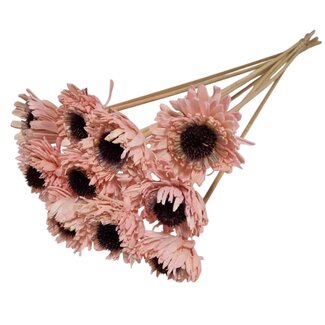 Dutch Dried Roze Shola Daisy Sunflower | Lengte stok ± 55 centimeter | Per 10 bijstekers