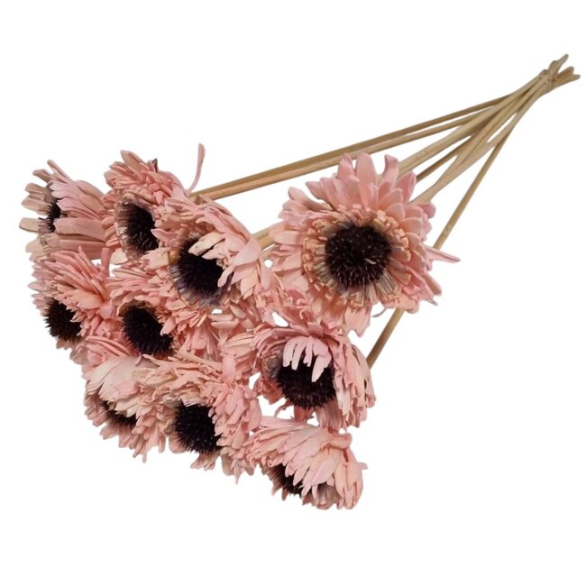 Pink Shola Daisy Sunflower | Stem length ± 55 centimetres | Per 10 additional sticks