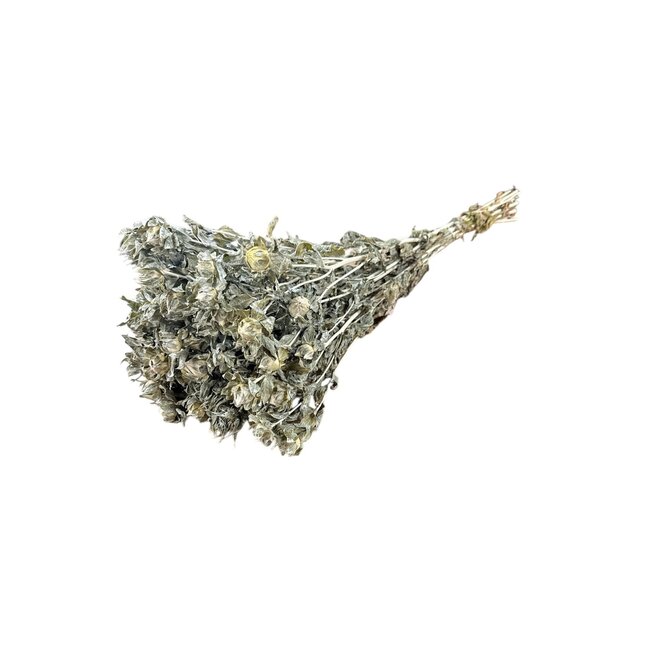 Frosted Grey Carthamus dried flowers | Length ± 70 centimetres | Per 10 stems