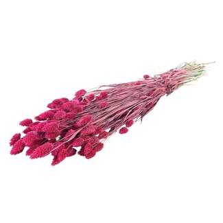 Dutch Dried Cerise Phalaris droogbloemen | Lengte ± 65 centimeter | Gewicht ± 175 gram
