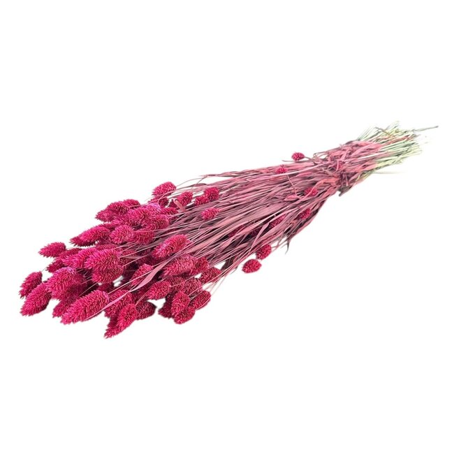 Cerise Phalaris dried flowers | Length ± 65 centimetres | Weight ± 175 grams