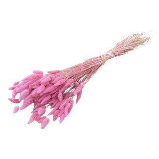 Dolce Vita Light Pink Lagurus Dried Flowers | Length ± 70 centimetres | Weight ± 150 grams