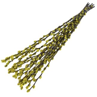 Dutch Dried Yellow Salix Pussy Willow Dried Flowers | Length ± 70 centimetres | Per 20 stems