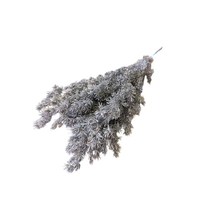 Roze Asparagus | Gepreserveerde takken | Lengte ± 65 centimeter | Gewicht ± 150 gram