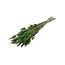 Groene Lagurus droogbloemen | Lengte ± 70 centimeter | Gewicht ± 100 gram