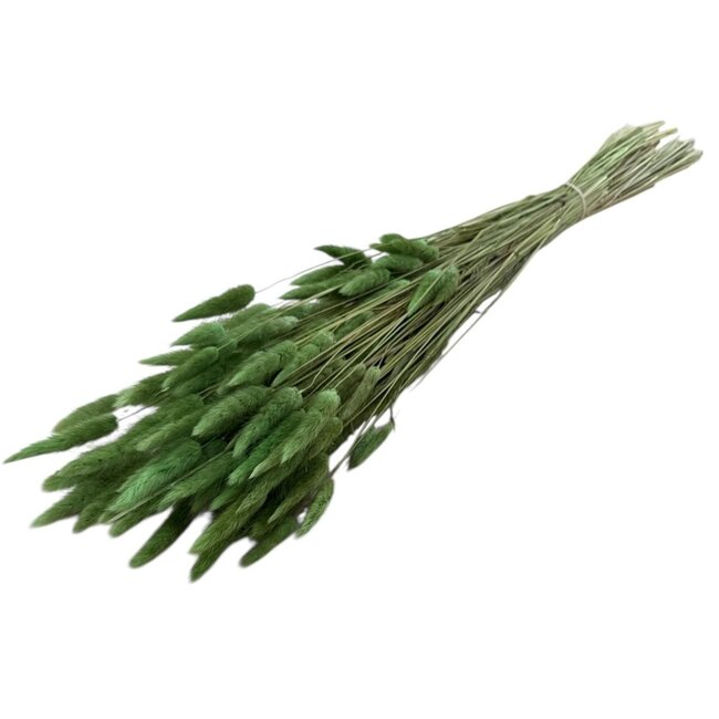 Grüne Lagurus Trockenblumen | Länge ± 70 Zentimeter | Gewicht ± 100 Gramm