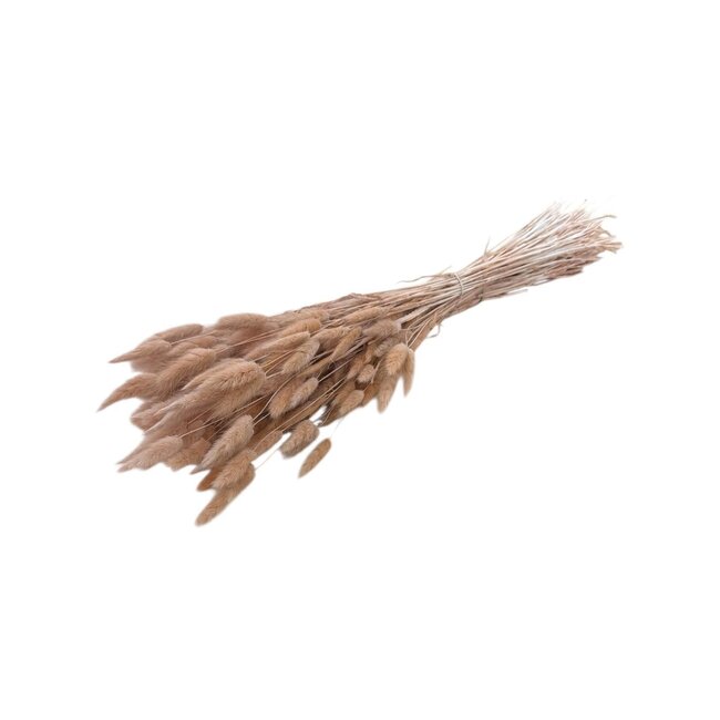 Champagnekleurige Lagurus droogbloemen | Lengte ± 70 centimeter | Gewicht ± 100 gram
