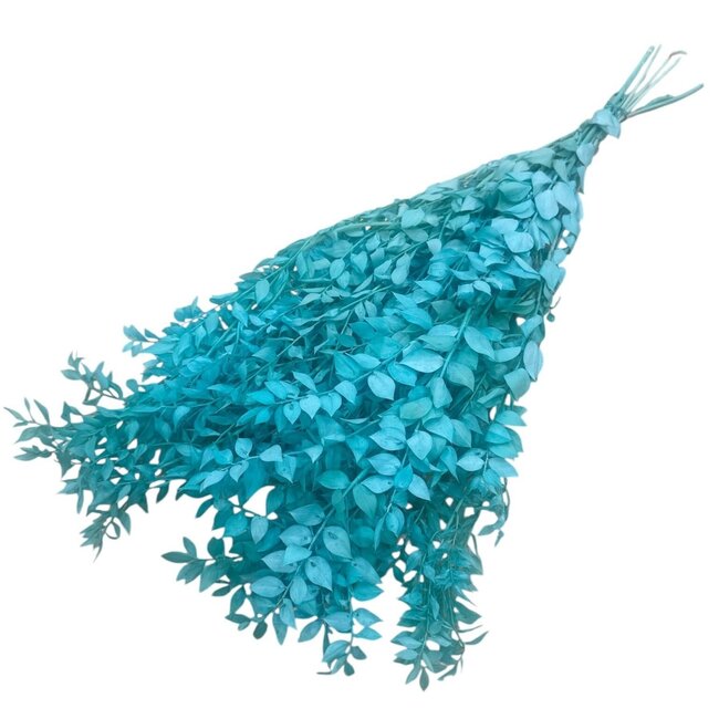 Aqua blauwe Ruscus droogbloemen | Lengte ± 65 centimeter | Gewicht ± 100 gram