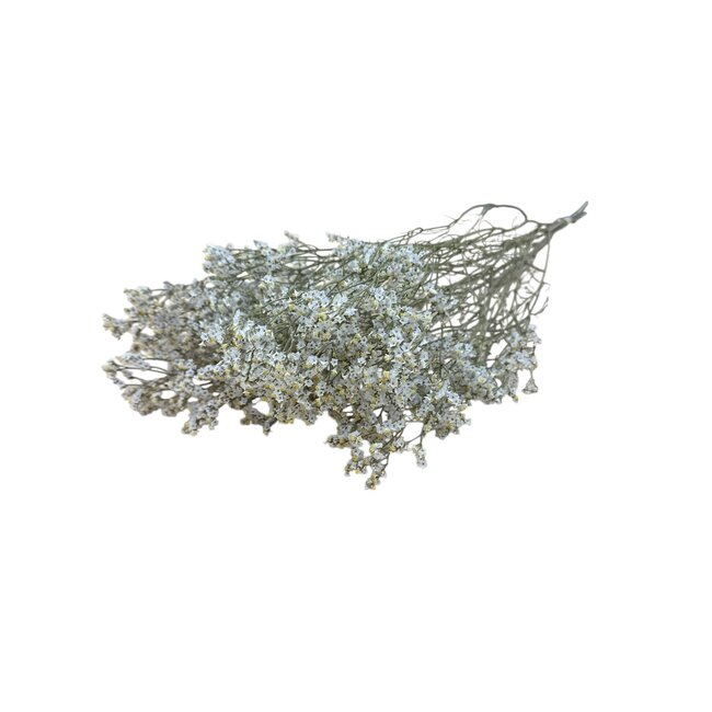 Naturel Witte Limonium Diamond droogbloemen | Lengte ± 70 centimeter | Gewicht ± 100 gram