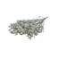 Naturel Witte Limonium Diamond droogbloemen | Lengte ± 70 centimeter | Gewicht ± 100 gram