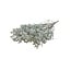 Limonium Diamond blanc naturel fleurs séchées | Longueur ± 70 centimètres | Poids ± 100 grammes