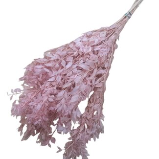 Dutch Dried Pink Ruscus dried flowers | Length ± 65 centimetres | Weight ± 100 grams