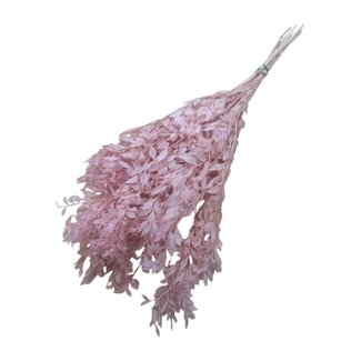 Dutch Dried Roze Ruscus droogbloemen | Lengte ± 65 centimeter | Gewicht ± 100 gram