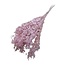 Roze Ruscus droogbloemen | Lengte ± 65 centimeter | Gewicht ± 100 gram